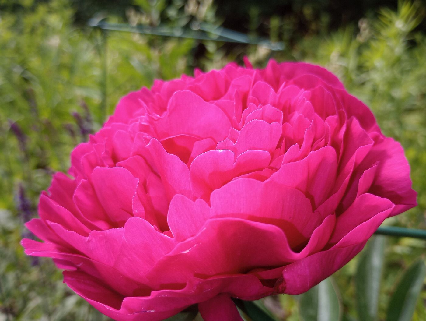 Peonía fucsia abierta en un jardín