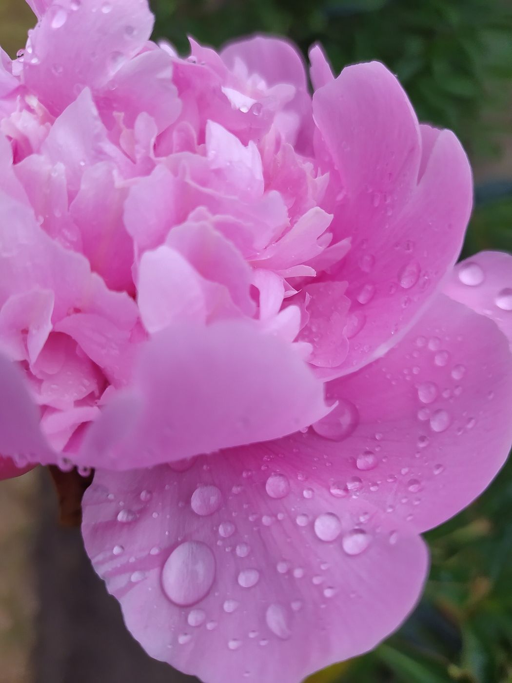 Pétalo de peonía rosa con gotas de lluvia